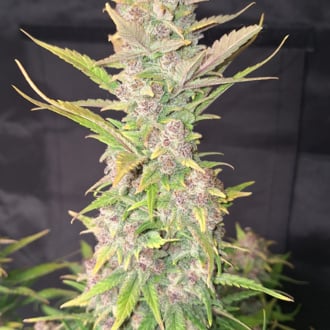 Purple Haze Auto (FastBuds) femminizzata