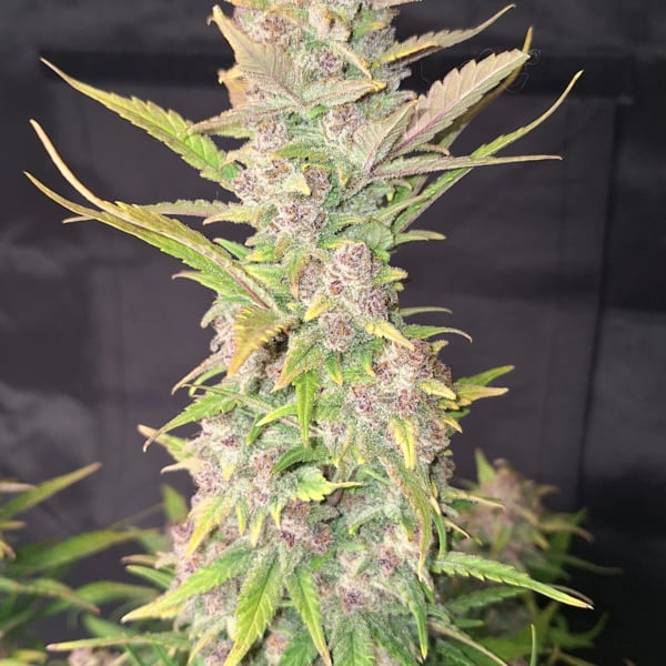 Purple Haze Auto (FastBuds) femminizzata
