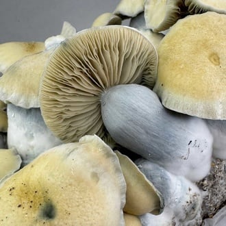 Kit Ready-2-Grow 'Bluey Vuitton' di Zamnesia