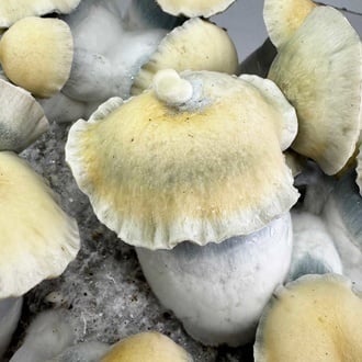 Kit Ready-2-Grow 'Bluey Vuitton' di Zamnesia