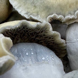 Kit Ready-2-Grow 'Bluey Vuitton' di Zamnesia