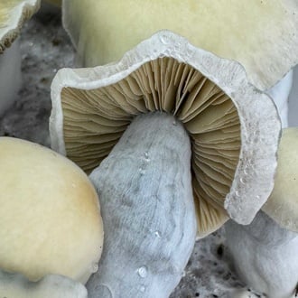 Kit Ready-2-Grow 'Bluey Vuitton' di Zamnesia