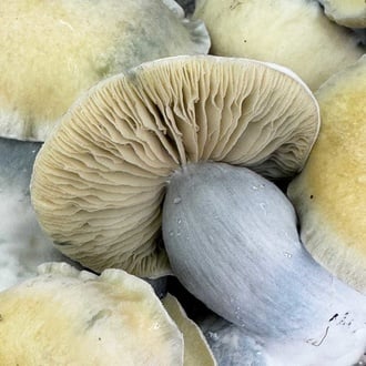 Kit Ready-2-Grow 'Bluey Vuitton' di Zamnesia