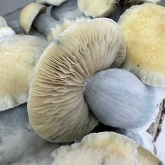 Kit Ready-2-Grow 'Bluey Vuitton' di Zamnesia