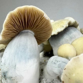 Kit Ready-2-Grow 'Bluey Vuitton' di Zamnesia