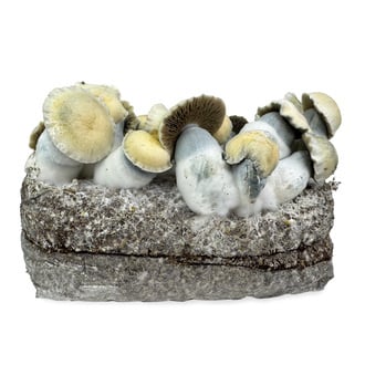 Kit Ready-2-Grow 'Bluey Vuitton' di Zamnesia