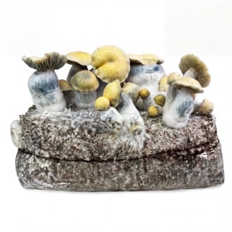 Kit Ready-2-Grow 'Bluey Vuitton' di Zamnesia