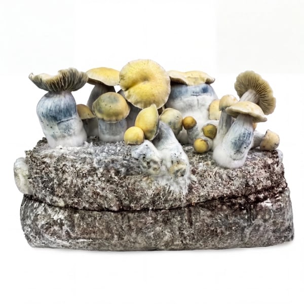 Kit Ready-2-Grow 'Bluey Vuitton' di Zamnesia