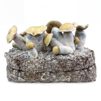 Kit Ready-2-Grow 'Bluey Vuitton' di Zamnesia