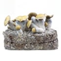 Kit Ready-2-Grow 'Bluey Vuitton' di Zamnesia