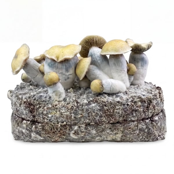 Kit Ready-2-Grow 'Bluey Vuitton' di Zamnesia