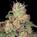 Auto Collection Pack 2 (Paradise Seeds) femminizzate