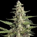 Auto Collection Pack 2 (Paradise Seeds) femminizzate