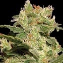 Auto Collection Pack 2 (Paradise Seeds) femminizzate