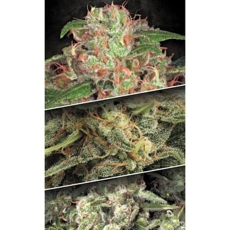 Auto Collection Pack 2 (Paradise Seeds) femminizzate
