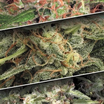 Auto Collection Pack 2 (Paradise Seeds) femminizzate