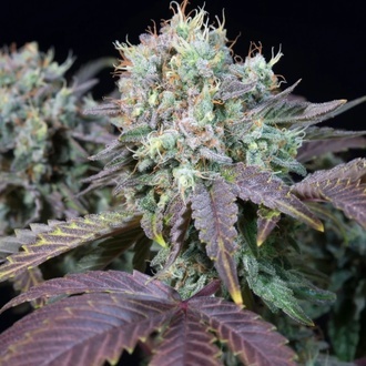 Blue Gem (Paradise Seeds) femminizzata