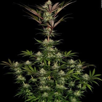 Chocolate Wafflez (Paradise Seeds) femminizzata