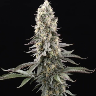 El Dorado OG (Paradise Seeds) femminizzata