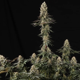 El Dorado OG (Paradise Seeds) femminizzata