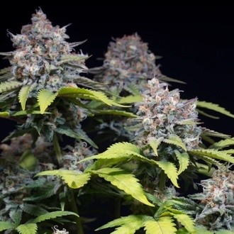 Highway 66 (Paradise Seeds) femminizzata