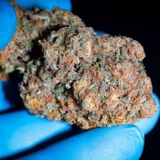 Highway 66 (Paradise Seeds) femminizzata