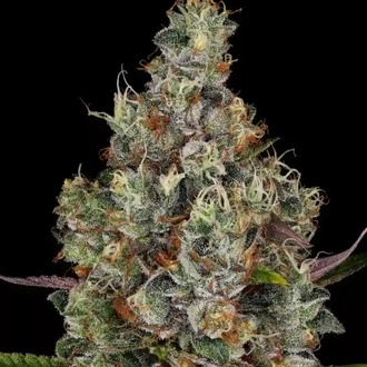 Rainbow Road (Paradise Seeds) femminizzata