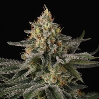 Sunset Paradise (Paradise Seeds) femminizzata