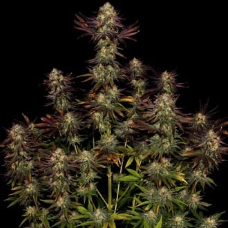 Tangerine Sorbet (Paradise Seeds) femminizzata