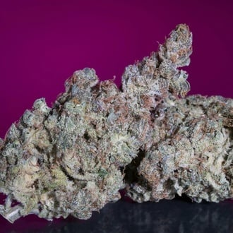 White Noise (Paradise Seeds) femminizzata