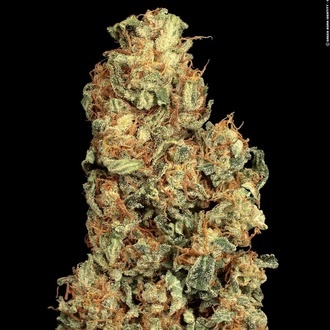 Vertigo Auto (Paradise Seeds) femminizzata