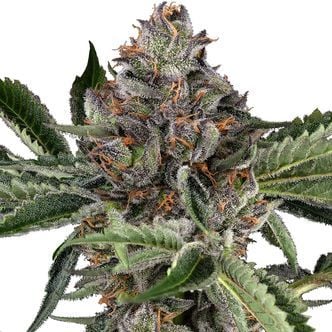 Papaya Jealousy (Sensi Seeds) femminizzata