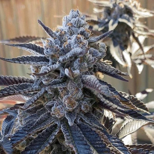 Bahama Berry (Solfire Gardens) femminizzata