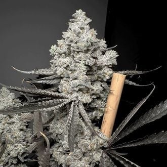 Barf Breath (Solfire Gardens) femminizzata
