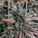 Lemon Elixir (Solfire Gardens) femminizzata