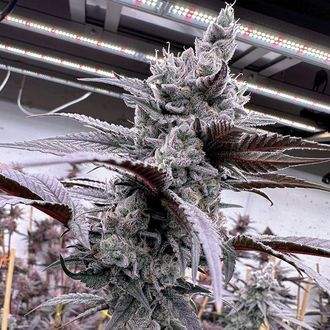 Lung Buster (Solfire Gardens) femminizzata