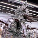 Lung Buster (Solfire Gardens) femminizzata