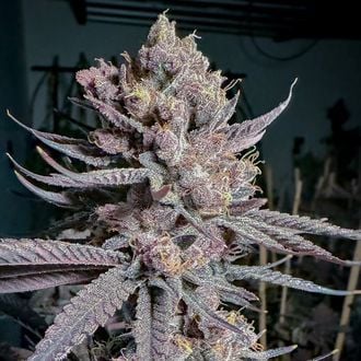 Ripe (Solfire Gardens) femminizzata