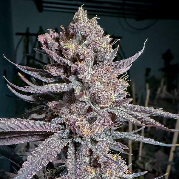 Ripe (Solfire Gardens) femminizzata