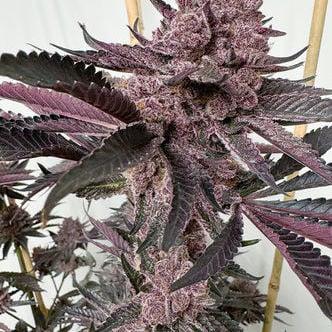 Strawmata (Solfire Gardens) femminizzata