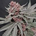 Terpgasm (Solfire Gardens) femminizzata