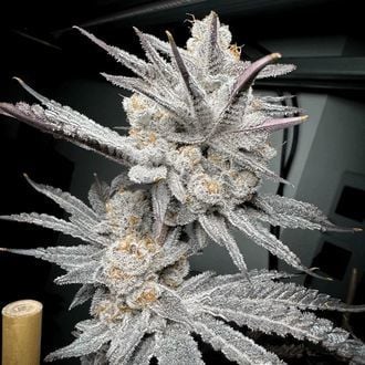 Trich Beast (Solfire Gardens) femminizzata