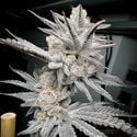 Trich Beast (Solfire Gardens) femminizzata