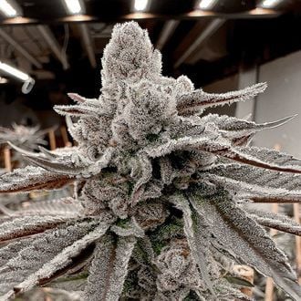 Yummy Yummy (Solfire Gardens) femminizzata