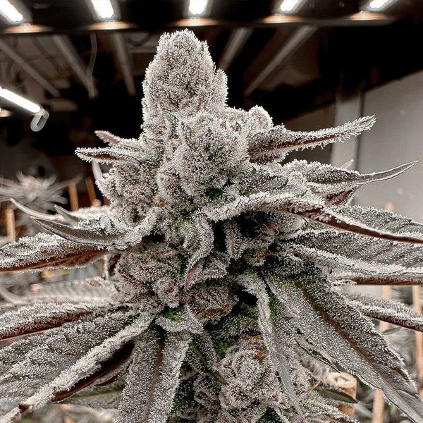 Yummy Yummy (Solfire Gardens) femminizzata