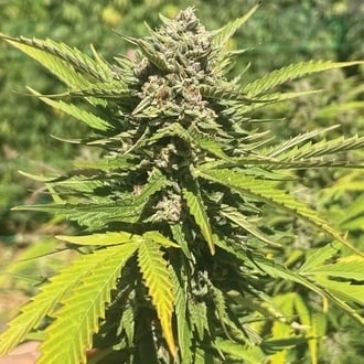 Banana Melt (Humboldt Seed Company) femminizzata