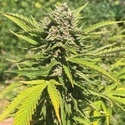 Banana Melt (Humboldt Seed Company) femminizzata