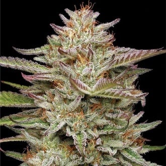 Banana OG (Humboldt Seed Company) femminizzata