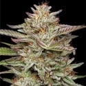 Banana OG (Humboldt Seed Company) femminizzata