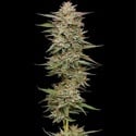 Banana OG (Humboldt Seed Company) femminizzata